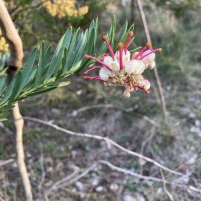 Grevillea sp. (Grevillea) at Hackett, ACT - 26 Sep 2023 by waltraud