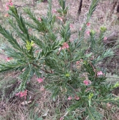 Grevillea sp. at Hackett, ACT - 26 Sep 2023