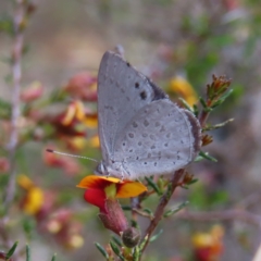 Erina hyacinthina (Varied Dusky-blue) at Canberra Central, ACT - 25 Sep 2023 by MatthewFrawley