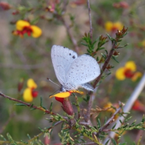 Erina hyacinthina at Canberra Central, ACT - 25 Sep 2023 02:35 PM