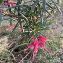 Grevillea sp. (Grevillea) at Hackett, ACT - 26 Sep 2023 by waltraud