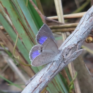 Erina hyacinthina (Varied Dusky-blue) at Canberra Central, ACT by MatthewFrawley