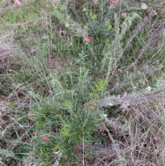 Grevillea (genus) (Grevillea) at Hackett, ACT - 26 Sep 2023 by waltraud