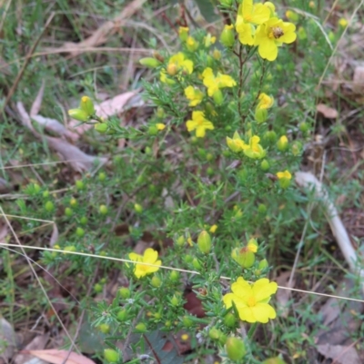 Hibbertia calycina (Lesser Guinea-flower) at Canberra Central, ACT - 25 Sep 2023 by MatthewFrawley