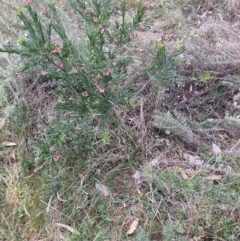 Grevillea (genus) (Grevillea) at Hackett, ACT - 26 Sep 2023 by waltraud