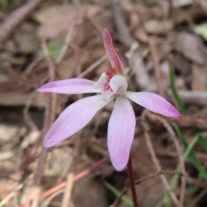 Caladenia fuscata (Dusky Fingers) at Canberra Central, ACT by MatthewFrawley