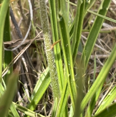 Plantago gaudichaudii (Narrow Plantain) at Budjan Galindji (Franklin Grassland) Reserve - 27 Sep 2023 by JVR