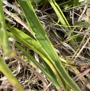 Plantago gaudichaudii at Harrison, ACT - 27 Sep 2023