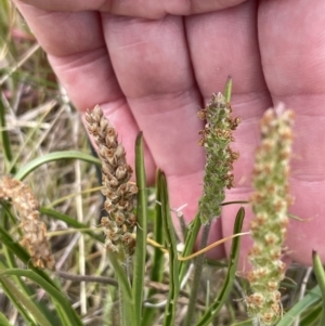 Plantago gaudichaudii at Harrison, ACT - 27 Sep 2023