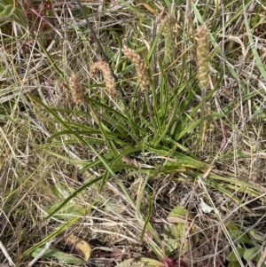 Plantago gaudichaudii at Harrison, ACT - 27 Sep 2023