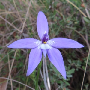 Glossodia major at Canberra Central, ACT - 25 Sep 2023