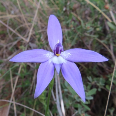 Glossodia major (Wax Lip Orchid) at Canberra Central, ACT - 25 Sep 2023 by MatthewFrawley