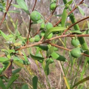 Persoonia rigida at Canberra Central, ACT - 25 Sep 2023