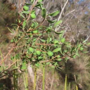 Persoonia rigida at Canberra Central, ACT - 25 Sep 2023