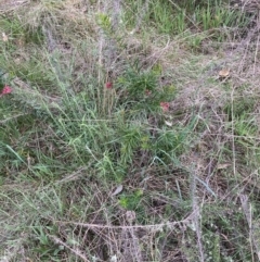 Grevillea (genus) (Grevillea) at Hackett, ACT - 26 Sep 2023 by waltraud