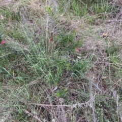 Grevillea sp. (Grevillea) at Hackett, ACT - 26 Sep 2023 by waltraud