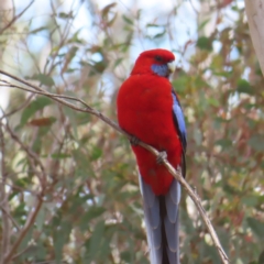 Platycercus elegans (Crimson Rosella) at Black Mountain - 25 Sep 2023 by MatthewFrawley