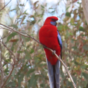 Platycercus elegans at Canberra Central, ACT - 25 Sep 2023