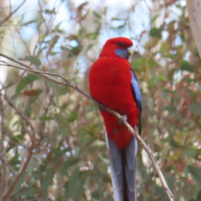 Platycercus elegans (Crimson Rosella) at Black Mountain - 25 Sep 2023 by MatthewFrawley