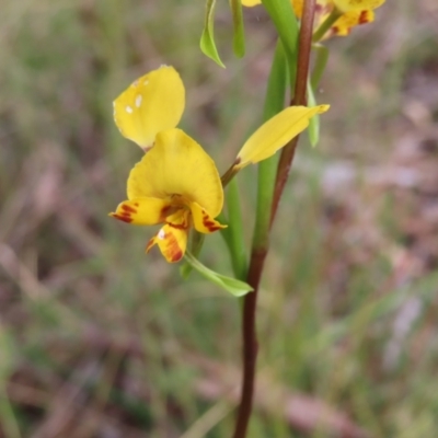 Diuris nigromontana (Black Mountain Leopard Orchid) at Point 5204 - 25 Sep 2023 by MatthewFrawley