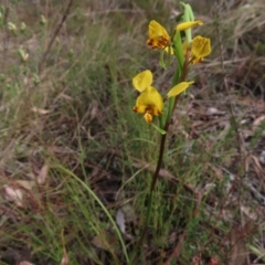 Diuris nigromontana at Canberra Central, ACT - suppressed