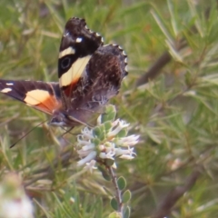 Vanessa itea (Yellow Admiral) at Canberra Central, ACT - 25 Sep 2023 by MatthewFrawley