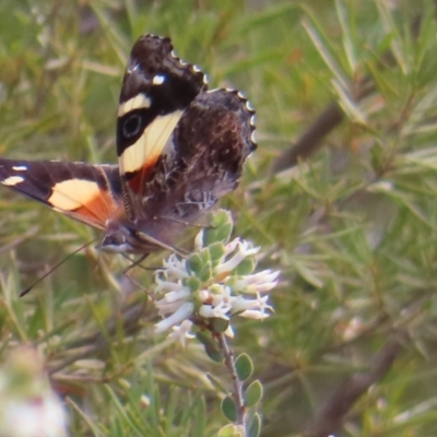 Vanessa itea (Yellow Admiral) at Black Mountain - 25 Sep 2023 by MatthewFrawley