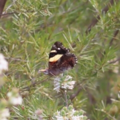 Vanessa itea at Canberra Central, ACT - 25 Sep 2023 02:59 PM