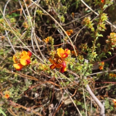 Pultenaea procumbens (Bush Pea) at Black Mountain - 25 Sep 2023 by MatthewFrawley