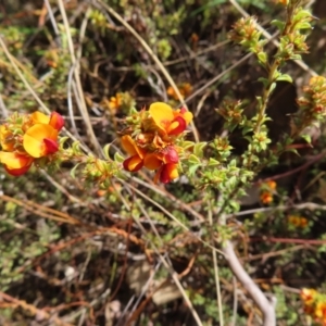 Pultenaea procumbens at Canberra Central, ACT - 25 Sep 2023