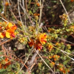 Pultenaea procumbens at Canberra Central, ACT - 25 Sep 2023