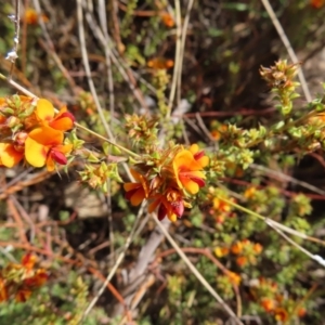 Pultenaea procumbens at Canberra Central, ACT - 25 Sep 2023