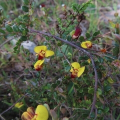 Bossiaea buxifolia (Matted Bossiaea) at Black Mountain - 25 Sep 2023 by MatthewFrawley