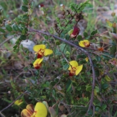 Bossiaea buxifolia (Matted Bossiaea) at Canberra Central, ACT - 25 Sep 2023 by MatthewFrawley