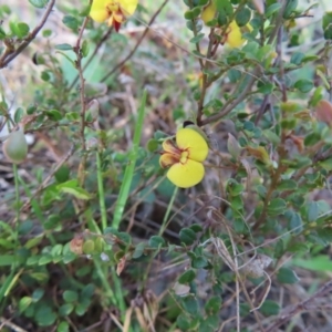 Bossiaea buxifolia at Canberra Central, ACT - 25 Sep 2023