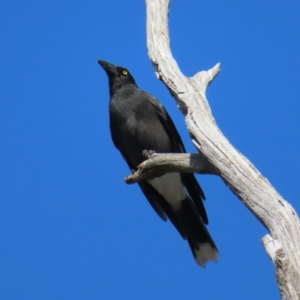 Strepera graculina at Canberra Central, ACT - 25 Sep 2023