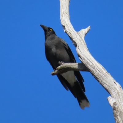 Strepera graculina (Pied Currawong) at Black Mountain - 25 Sep 2023 by MatthewFrawley