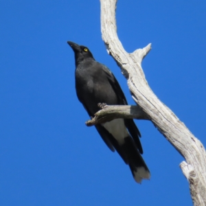 Strepera graculina (Pied Currawong) at Canberra Central, ACT by MatthewFrawley
