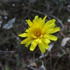 Microseris walteri (Yam Daisy, Murnong) at Black Mountain - 25 Sep 2023 by MatthewFrawley