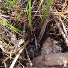 Microseris walteri at Canberra Central, ACT - 25 Sep 2023