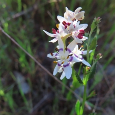 Wurmbea dioica subsp. dioica (Early Nancy) at Black Mountain - 25 Sep 2023 by MatthewFrawley