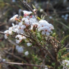 Leucopogon virgatus (Common Beard-heath) at Black Mountain - 25 Sep 2023 by MatthewFrawley