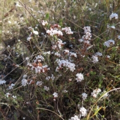 Leucopogon virgatus at Canberra Central, ACT - 25 Sep 2023