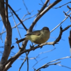 Acanthiza reguloides (Buff-rumped Thornbill) at Black Mountain - 25 Sep 2023 by MatthewFrawley