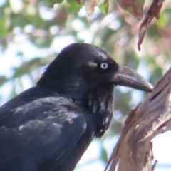 Corvus coronoides (Australian Raven) at Black Mountain - 25 Sep 2023 by MatthewFrawley