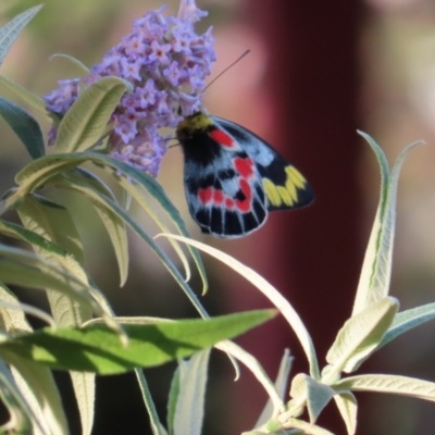 Delias harpalyce (Imperial Jezebel) at Braidwood, NSW - 25 Sep 2023 by MatthewFrawley