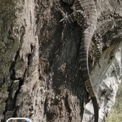 Varanus varius (Lace Monitor) at Burrinjuck, NSW - 27 Sep 2023 by Bidge