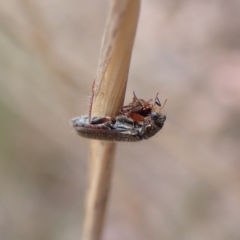 Lemidia subaenea (Clerid beetle) at Aranda Bushland - 21 Sep 2023 by CathB