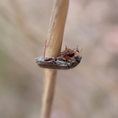 Lemidia subaenea (Clerid beetle) at Belconnen, ACT - 21 Sep 2023 by CathB