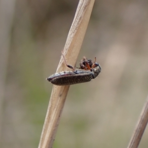 Lemidia subaenea at Belconnen, ACT - 21 Sep 2023